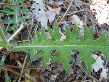 Feuilles caulinaires sessiles fortement épineuses. Agrandir dans une nouvelle fenêtre (ou onglet)