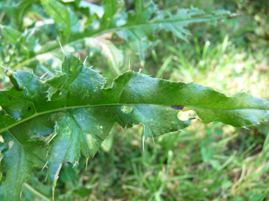 Feuilles caulinaires sessiles fortement épineuses. Agrandir dans une nouvelle fenêtre (ou onglet)