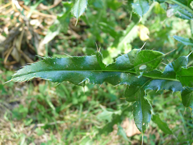 Feuilles caulinaires sessiles fortement épineuses. Agrandir dans une nouvelle fenêtre (ou onglet)