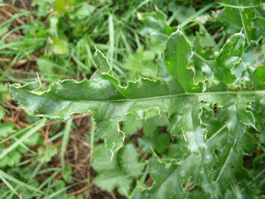 Feuilles caulinaires sessiles fortement épineuses. Agrandir dans une nouvelle fenêtre (ou onglet)