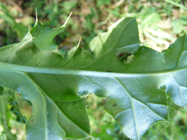 Verso des Feuilles. Agrandir dans une nouvelle fenêtre (ou onglet)