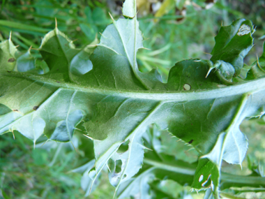 Verso des Feuilles. Agrandir dans une nouvelle fenêtre (ou onglet)