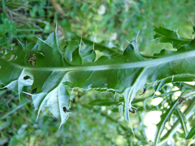 Verso des Feuilles. Agrandir dans une nouvelle fenêtre (ou onglet)