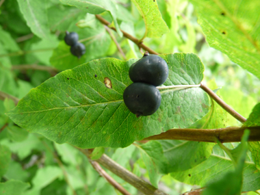 Fruits formant de grosses (1 cm de diamètre) baies noires groupées par 2. Agrandir dans une nouvelle fenêtre (ou onglet)