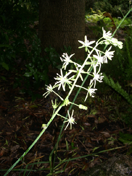 Petites fleurs blanc verdâtre ou jaunâtres regroupées en une grappe allongée. Présence d'une bractée florale terminée en pointe. Agrandir dans une nouvelle fenêtre (ou onglet)