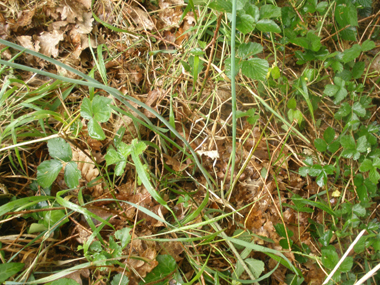 Longue tige ronde dépourvue de feuilles. Agrandir dans une nouvelle fenêtre (ou onglet)