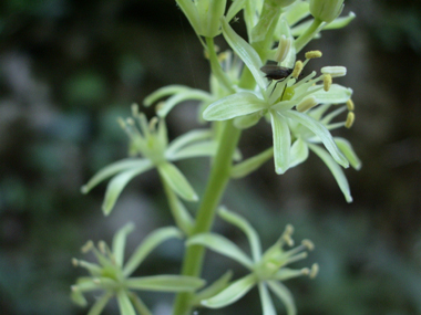 Petites fleurs blanc verdâtre ou jaunâtres regroupées en une grappe allongée. Présence d'une bractée florale terminée en pointe. Agrandir dans une nouvelle fenêtre (ou onglet)