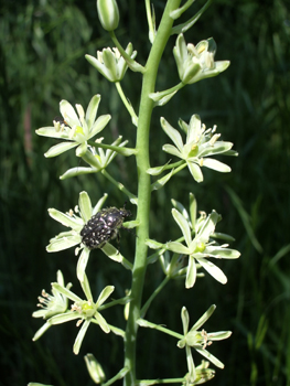 Petites fleurs blanc verdâtre ou jaunâtres regroupées en une grappe allongée. Présence d'une bractée florale terminée en pointe. Agrandir dans une nouvelle fenêtre (ou onglet)