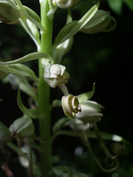 Petites fleurs blanc verdâtre ou jaunâtres regroupées en une grappe allongée. Présence d'une bractée florale terminée en pointe. Agrandir dans une nouvelle fenêtre (ou onglet)