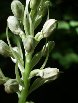 Petites fleurs blanc verdâtre ou jaunâtres regroupées en une grappe allongée. Présence d'une bractée florale terminée en pointe. Agrandir dans une nouvelle fenêtre (ou onglet)