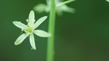 Petites fleurs blanc verdâtre ou jaunâtres regroupées en une grappe allongée. Présence d'une bractée florale terminée en pointe. Agrandir dans une nouvelle fenêtre (ou onglet)