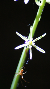 Petites fleurs blanc verdâtre ou jaunâtres regroupées en une grappe allongée. Présence d'une bractée florale terminée en pointe. Agrandir dans une nouvelle fenêtre (ou onglet)