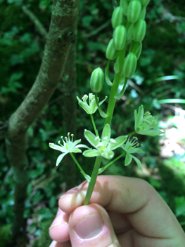 Petites fleurs blanc verdâtre ou jaunâtres regroupées en une grappe allongée. Présence d'une bractée florale terminée en pointe. Agrandir dans une nouvelle fenêtre (ou onglet)