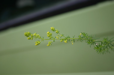 Fleurs odorantes jaune vif. Agrandir dans une nouvelle fenêtre (ou onglet)