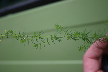 Feuilles étroites, longues de 1 à 3 cm et verticillées par 6-12. Agrandir dans une nouvelle fenêtre (ou onglet)