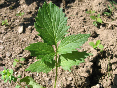 Feuilles composées, pennées opposées et comprenant de 9 à 13 segments et pour lesquels le segment terminal est plus large et plus long que les autres. Agrandir dans une nouvelle fenêtre (ou onglet)