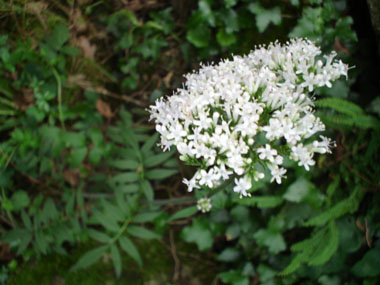 Fleurs rosées voire exceptionnellement blanches et groupées en corymbe. Agrandir dans une nouvelle fenêtre ou onglet)