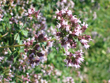 Fleurs roses. Agrandir dans une nouvelle fenêtre (ou onglet)