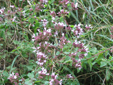 Fleurs roses. Agrandir dans une nouvelle fenêtre (ou onglet)