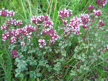 Fleurs roses. Agrandir dans une nouvelle fenêtre (ou onglet)