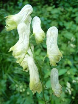 Fleurs jaunes clair faisant penser à des bonnets phrygiens et groupées en grappes. Agrandir dans une nouvelle fenêtre (ou onglet)