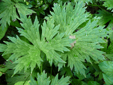 Feuilles palmées comportant 5 ou 7 segments larges. Agrandir dans une nouvelle fenêtre (ou onglet)