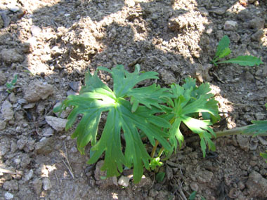 Feuilles palmées comportant 5 ou 7 segments larges. Agrandir dans une nouvelle fenêtre (ou onglet)