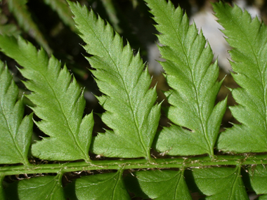 Frondes 2 fois divisées et peu rétrécies à la base et présence d'un pétiole très mince à la base du segment. Agrandir dans une nouvelle fenêtre (ou onglet)