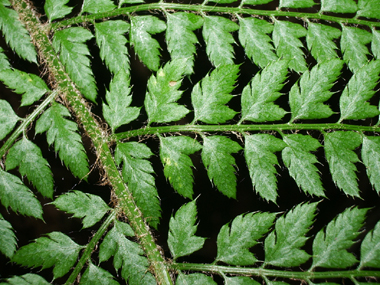 Frondes 2 fois divisées et peu rétrécies à la base et présence d'un pétiole très mince à la base du segment. Agrandir dans une nouvelle fenêtre (ou onglet)