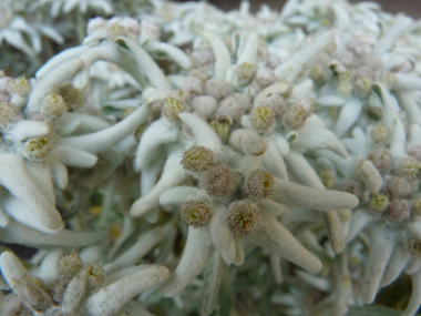 Fleurs jaunes très originales groupées en un capitule de 5-6 individus entourés de folioles diposées en étoile, douces au toucher et ressemblant à un feutre blanc-gris. Agrandir dans une nouvelle fenêtre (ou onglet)