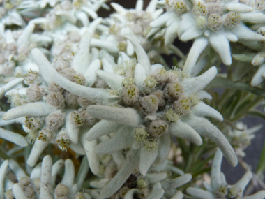 Fleurs jaunes très originales groupées en un capitule de 5-6 individus entourés de folioles diposées en étoile, douces au toucher et ressemblant à un feutre blanc-gris. Agrandir dans une nouvelle fenêtre (ou onglet)