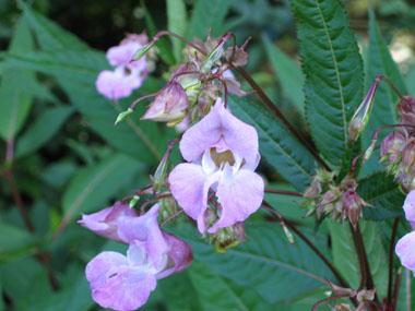 Petites fleurs roses. Agrandir dans une nouvelle fenêtre (ou onglet)