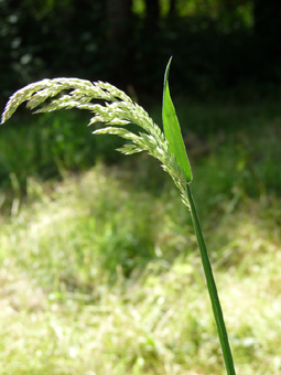 Grande panicule ovale (10 à 20 cm de long) blanc à rougeâtre. Agrandir dans une nouvelle fenêtre (ou onglet)