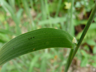 Feuilles allongées vert glauque clair très douces au toucher. Agrandir dans une nouvelle fenêtre (ou onglet)