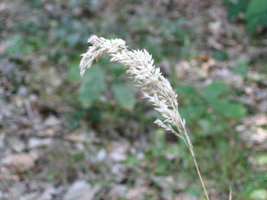 Grande panicule ovale (10 à 20 cm de long) blanc à rougeâtre. Agrandir dans une nouvelle fenêtre (ou onglet)