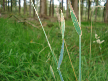 Feuilles allongées vert glauque clair très douces au toucher. Agrandir dans une nouvelle fenêtre (ou onglet)