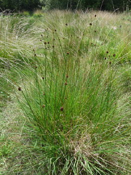 Plante vivace. Agrandir dans une nouvelle fenêtre (ou onglet)