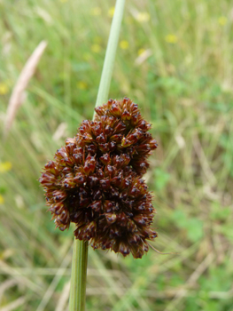 Nombreuses fleurs brunes, sessiles, groupées en une boule présente dans le tiers supérieur de la tige. Agrandir dans une nouvelle fenêtre (ou onglet)