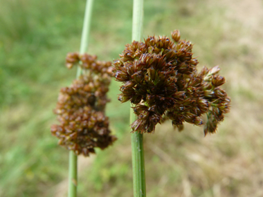 Nombreuses fleurs brunes, sessiles, groupées en une boule présente dans le tiers supérieur de la tige. Agrandir dans une nouvelle fenêtre (ou onglet)