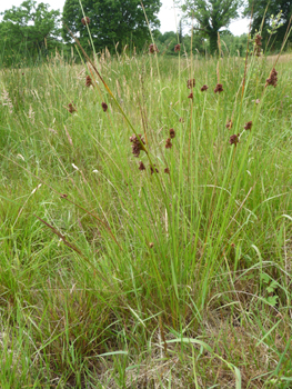 Plante vivace. Agrandir dans une nouvelle fenêtre (ou onglet)