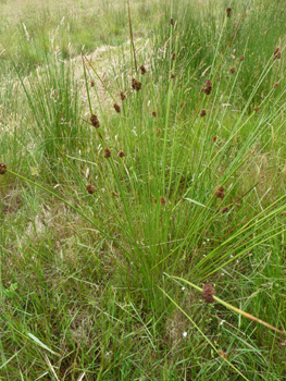 Plante vivace. Agrandir dans une nouvelle fenêtre (ou onglet)