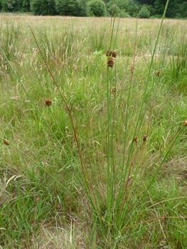 Plante vivace. Agrandir dans une nouvelle fenêtre (ou onglet)