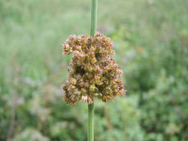 Nombreuses fleurs brunes, sessiles, groupées en une boule présente dans le tiers supérieur de la tige. Agrandir dans une nouvelle fenêtre (ou onglet)