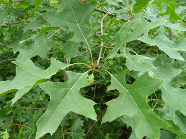 Feuilles découpées dont la face supérieure est plus luisante que chez le chêne rouge et prennant une teinte rouge écarlate à l'automne puis devenant marron juste avant de tomber. Agrandir dans une nouvelle fenêtre (ou onglet)