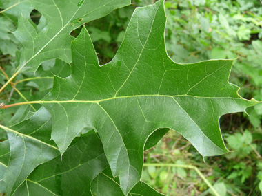 Feuilles découpées dont la face supérieure est plus luisante que chez le chêne rouge et prennant une teinte rouge écarlate à l'automne puis devenant marron juste avant de tomber. Agrandir dans une nouvelle fenêtre (ou onglet)