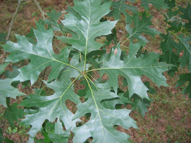 Feuilles découpées dont la face supérieure est plus luisante que chez le chêne rouge et prennant une teinte rouge écarlate à l'automne puis devenant marron juste avant de tomber. Agrandir dans une nouvelle fenêtre (ou onglet)