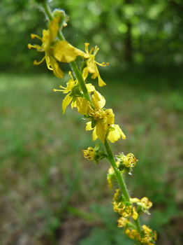 Fleurs jaunes formant des grappes allongées le long de la tige. Agrandir dans une nouvelle fenêtre (ou onglet)