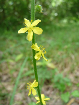 Fleurs jaunes formant des grappes allongées le long de la tige. Agrandir dans une nouvelle fenêtre (ou onglet)