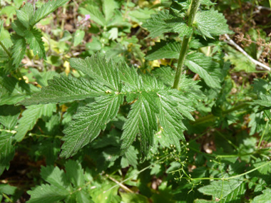 Feuilles pennatisséquées et comportant 5 à 9 segments ovales dentés principaux; des plus petits venant s'intercaler ceux-ci. Agrandir dans une nouvelle fenêtre (ou onglet)