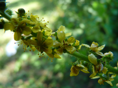 Fleurs jaunes formant des grappes allongées le long de la tige. Agrandir dans une nouvelle fenêtre (ou onglet)